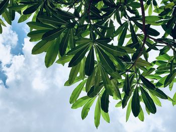 Low angle view of palm tree against sky