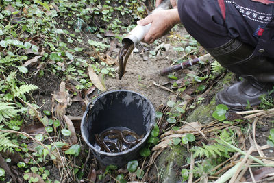 Low section of person putting eels in bucket on field