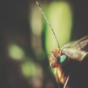 Close-up of spider on web