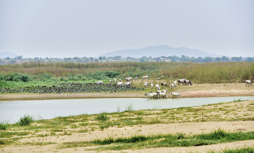 Scenic view of grassy field by lake against sky