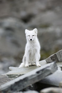 Arctic fox sitting on rock