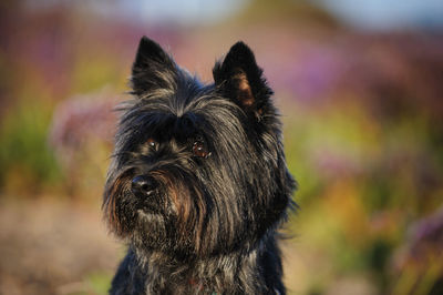 Close-up of dog