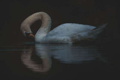 View of swan swimming in lake