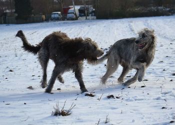 Playful irish wolfhound running on snow covered field