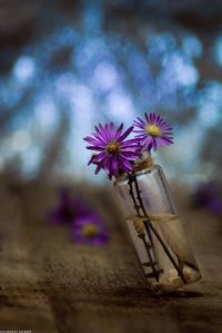 Close-up of purple flowering plant