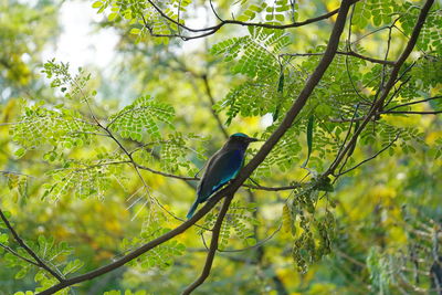 Beautiful kingfisher on a tree