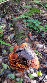 High angle view of mushrooms on field
