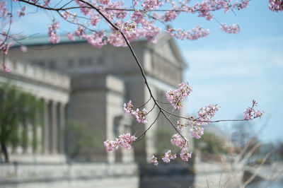 Close-up of pink cherry blossom tree