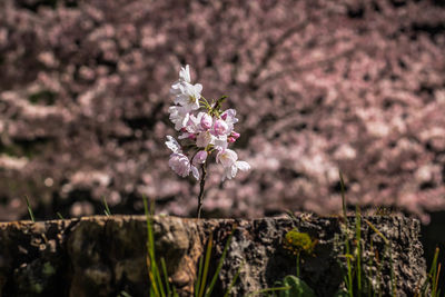 Close-up of pink cherry blossom