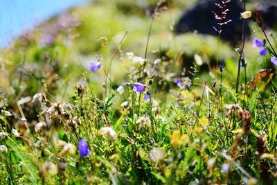 Close-up of purple flowering plants on field