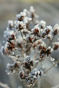 Close-up of white flowers