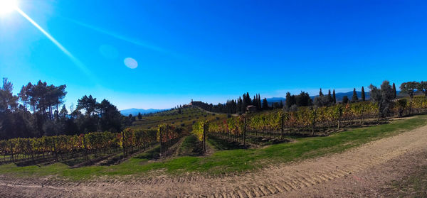 Scenic view of field against clear blue sky