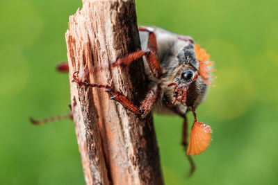 Close-up of butterfly on leaf