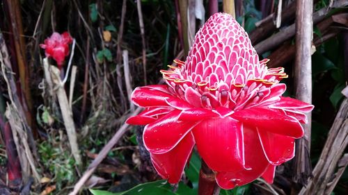 Close-up of pink flower