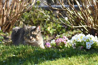 Close-up of cat on field