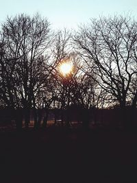 Silhouette of trees at sunset