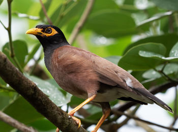 Close-up of bird perching on branch