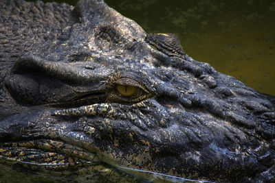 Close-up of crocodile