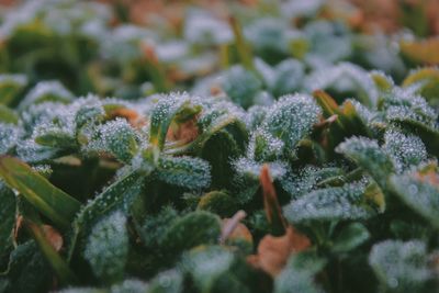 Close-up of raindrops on green plants