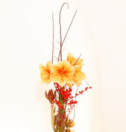 Close-up of yellow flowers against white background