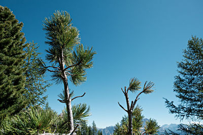 Low angle view of trees against blue sky