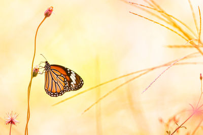 Close-up of butterfly pollinating on flower