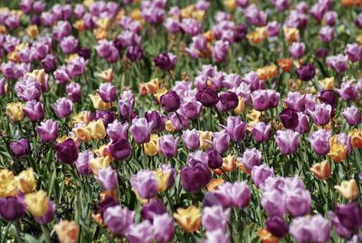 Full frame shot of pink flowering plants