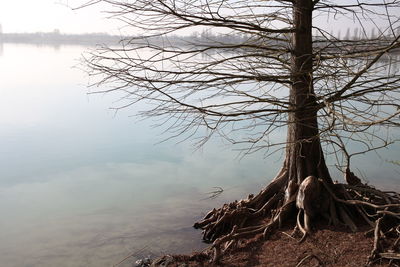 View of bare tree by the lake