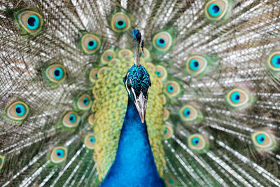 Close-up portrait of peacock