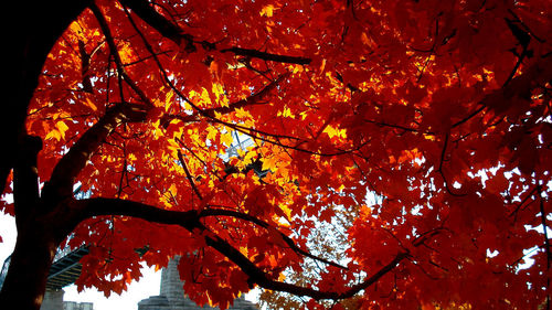 Low angle view of autumn leaves