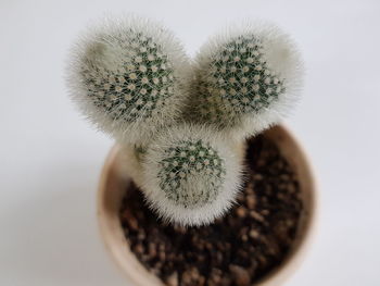 Close-up of succulent plant on table