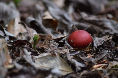Close-up of red fruit on tree