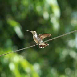 Close-up of bird perching on plant