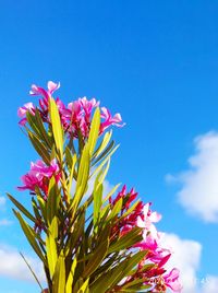 Low angle view of pink flowering plant against blue sky