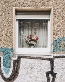 Potted plant on window sill