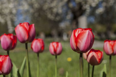 Close-up of red tulips