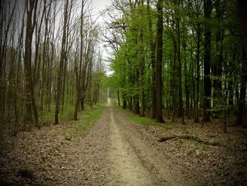 Road passing through forest