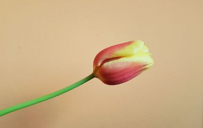 Close-up of tulip against white background