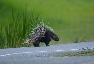 Close-up of an animal on grass