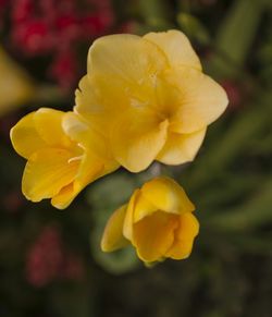 Close-up of yellow flower