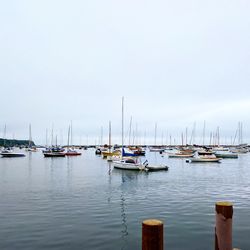 Sailboats moored on harbor against clear sky