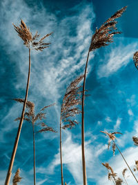 Low angle view of dry plant against sky