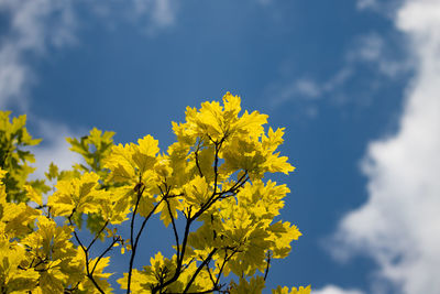 Low angle view of yellow flowering plant against sky