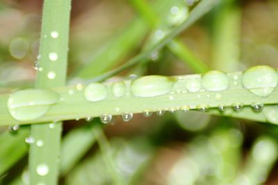 Close-up of water drops on leaf