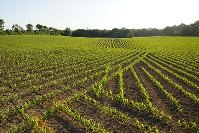 Scenic view of agricultural landscape