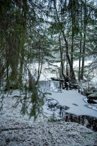 Scenic view of river in forest during winter