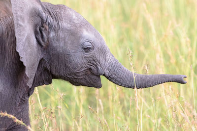 Close-up of elephant on land