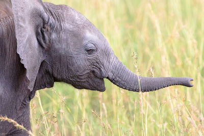 Elephant calf playing with his trunk in the grass
