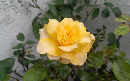 Close-up of yellow rose