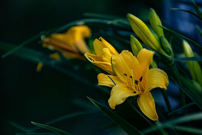 Close-up of yellow lily on plant